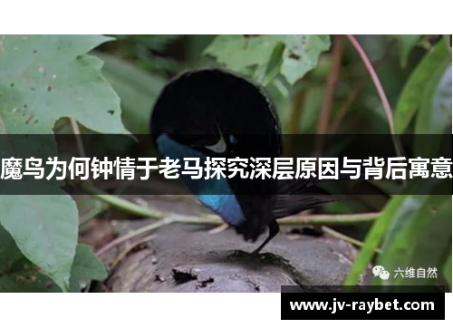 魔鸟为何钟情于老马探究深层原因与背后寓意